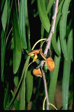 APII jpeg image of Pittosporum angustifolium  © contact APII