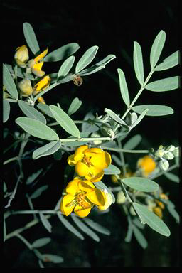 APII jpeg image of Senna artemisioides subsp. sturtii  © contact APII