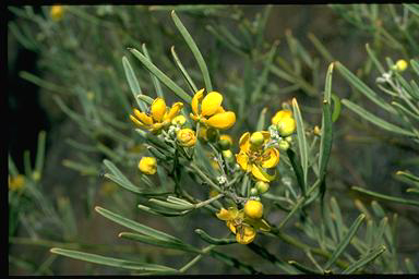 APII jpeg image of Senna artemisioides subsp. zygophylla  © contact APII