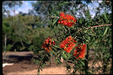 APII jpeg image of Callistemon rugulosus  © contact APII