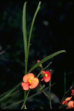 APII jpeg image of Chorizema trigonum  © contact APII