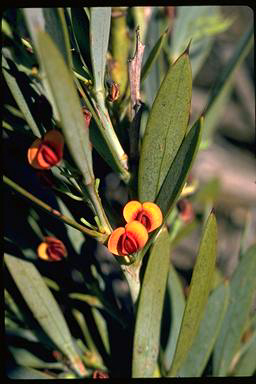 APII jpeg image of Daviesia audax  © contact APII
