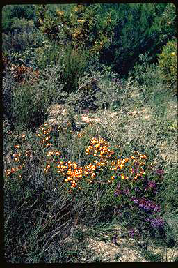 APII jpeg image of Daviesia brachyphylla  © contact APII