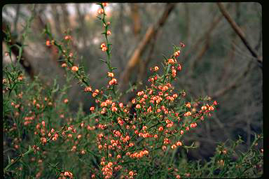 APII jpeg image of Daviesia decipiens  © contact APII