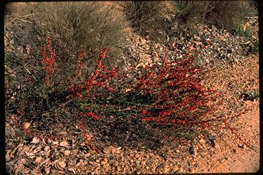 APII jpeg image of Daviesia decurrens subsp. decurrens  © contact APII