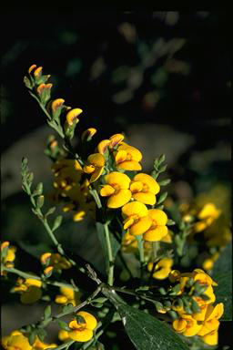 APII jpeg image of Daviesia laxiflora  © contact APII