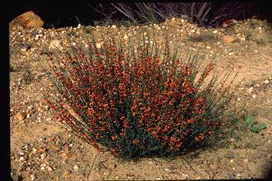 APII jpeg image of Daviesia decurrens subsp. hamata  © contact APII