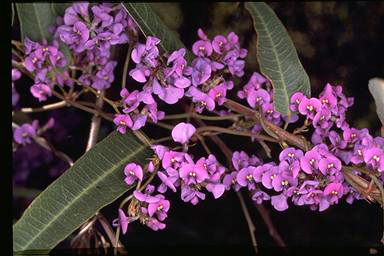 APII jpeg image of Hardenbergia violacea  © contact APII