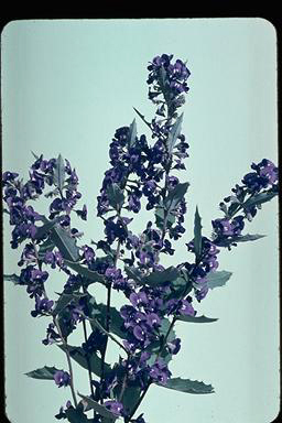 APII jpeg image of Hovea chorizemifolia  © contact APII