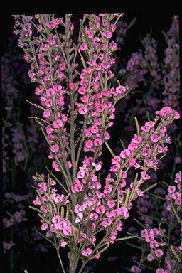 APII jpeg image of Hovea asperifolia subsp. asperifolia  © contact APII