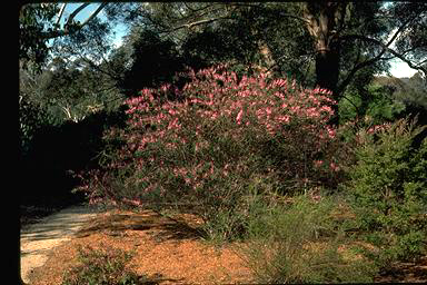 APII jpeg image of Indigofera australis  © contact APII