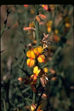 APII jpeg image of Jacksonia fasciculata  © contact APII