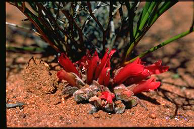 APII jpeg image of Leptosema daviesioides  © contact APII