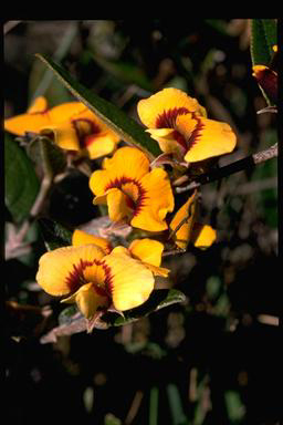 APII jpeg image of Mirbelia platylobioides  © contact APII