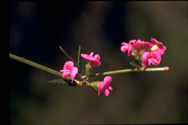 APII jpeg image of Mirbelia rubiifolia  © contact APII