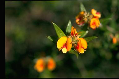 APII jpeg image of Mirbelia subcordata  © contact APII