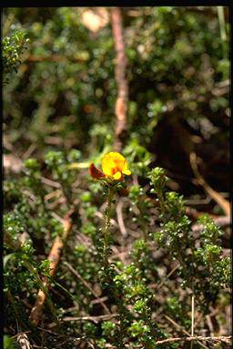 APII jpeg image of Pultenaea densifolia  © contact APII