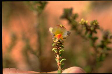 APII jpeg image of Pultenaea elachista  © contact APII