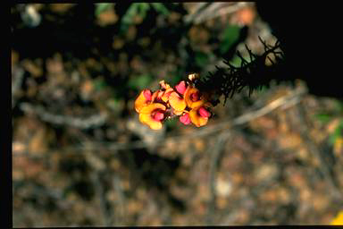 APII jpeg image of Pultenaea ericifolia  © contact APII