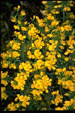 APII jpeg image of Pultenaea euchila  © contact APII