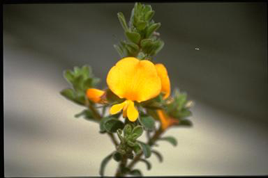 APII jpeg image of Pultenaea ferruginea  © contact APII