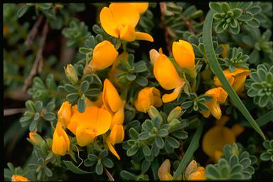 APII jpeg image of Pultenaea maritima  © contact APII