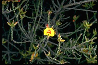 APII jpeg image of Eutaxia neurocalyx subsp. papillosa  © contact APII