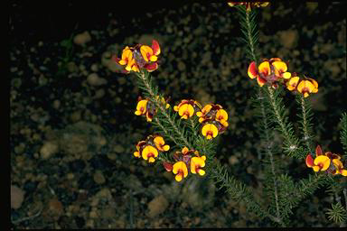 APII jpeg image of Pultenaea verruculosa  © contact APII