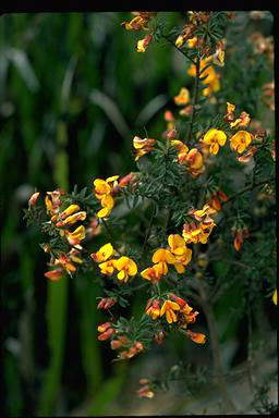 APII jpeg image of Pultenaea vrolandii  © contact APII