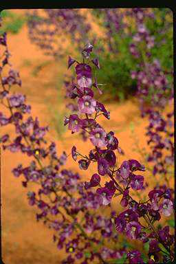 APII jpeg image of Cyanostegia cyanocalyx  © contact APII