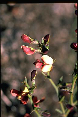 APII jpeg image of Templetonia aculeata  © contact APII