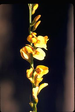 APII jpeg image of Viminaria juncea  © contact APII