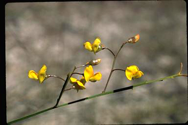 APII jpeg image of Daviesia reclinata  © contact APII