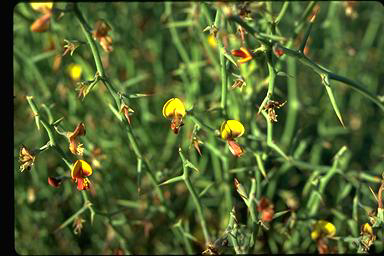 APII jpeg image of Daviesia rhizomata  © contact APII
