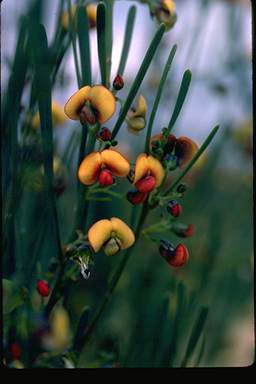 APII jpeg image of Daviesia rubiginosa  © contact APII