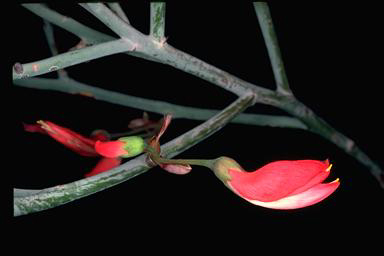 APII jpeg image of Daviesia speciosa  © contact APII
