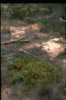 APII jpeg image of Dillwynia parvifolia var. trichopoda  © contact APII