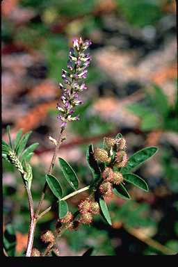 APII jpeg image of Glycyrrhiza acanthocarpa  © contact APII