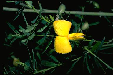 APII jpeg image of Gompholobium latifolium  © contact APII