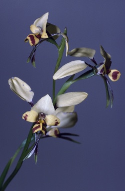 APII jpeg image of Diuris goonooensis  © contact APII