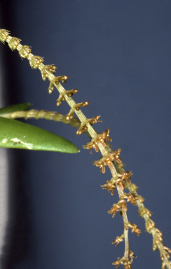 APII jpeg image of Oberonia carnosa  © contact APII