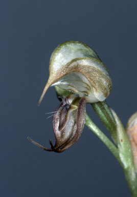 APII jpeg image of Pterostylis calceolus  © contact APII