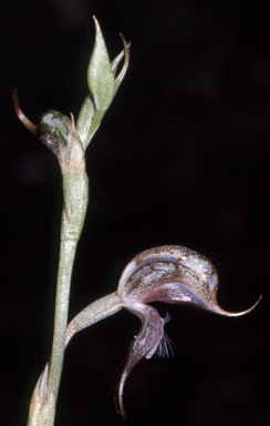 APII jpeg image of Pterostylis excelsa  © contact APII