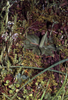 APII jpeg image of Pterostylis excelsa  © contact APII