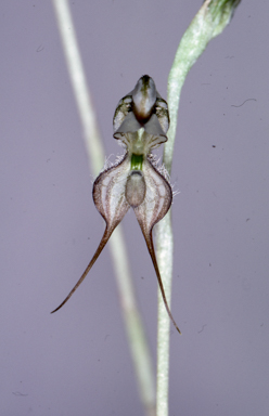 APII jpeg image of Pterostylis planulata  © contact APII