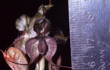 APII jpeg image of Pterostylis xerophila  © contact APII