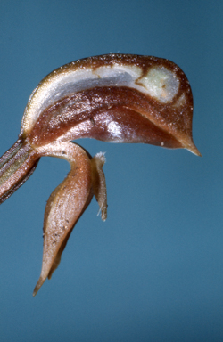 APII jpeg image of Pterostylis rufa  © contact APII