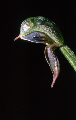 APII jpeg image of Pterostylis pusilla  © contact APII