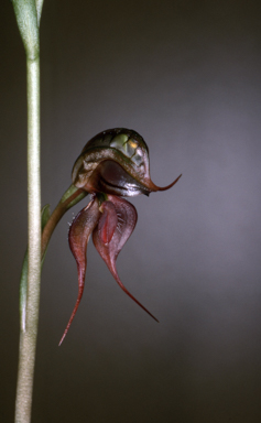 APII jpeg image of Pterostylis petrosa  © contact APII