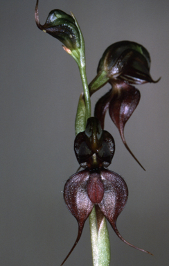 APII jpeg image of Pterostylis cheraphila  © contact APII